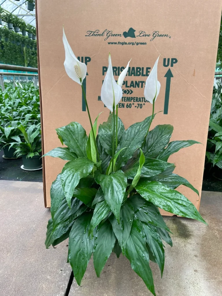 Unique Peace Lilly with white flowers