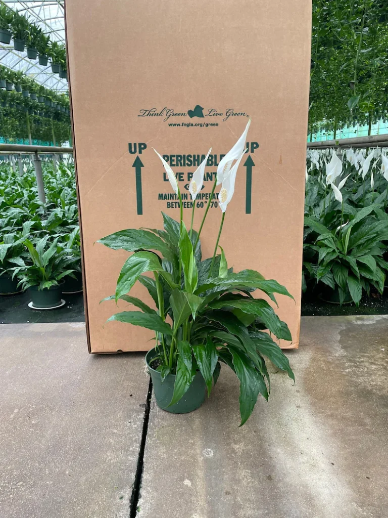 Peace Lilly with white blooms Lush green foliage of Peace Lilly Blooming Peace Lilly indoor plant Elegant Peace Lilly houseplant Unique Peace Lilly with white flowers Rare find Peace Lilly plant Low maintenance Peace Lilly