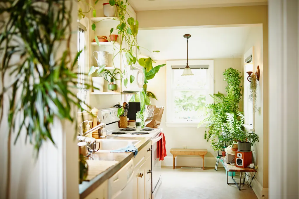 Trendy Fairy Lights and Indoor Plants