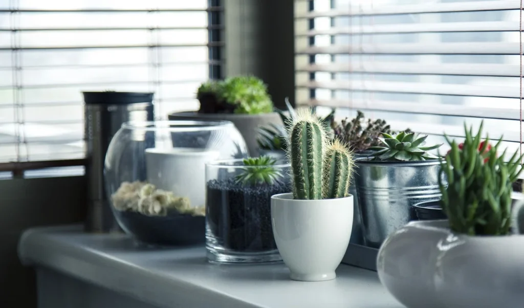 Air Purifying Indoor Plant